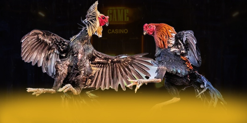 
Tìm hiểu CONGA6789 - Cổng game bài uy tín được cộng đồng đánh giá cao
