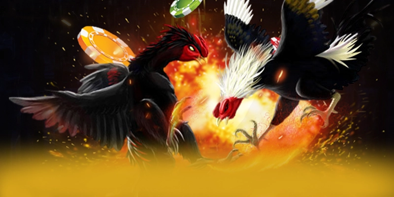 CONGA6789 - Kết luận & gợi ý trải nghiệm dưới góc nhìn chuyên môn.