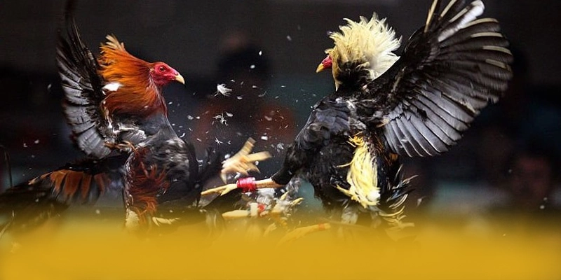 tỷ lệ kèo bóng đá - Thương hiệu game uy tín bảo mật cao trên thị trường – Khám phá cơ chế bảo mật hiện đại tại tỷ lệ kèo bóng đá tỷ lệ kèo bóng đá - Thương hiệu game uy tín bảo mật cao trên thị trường – Khám phá cơ chế bảo mật hiện đại tại tỷ lệ kèo bóng đá