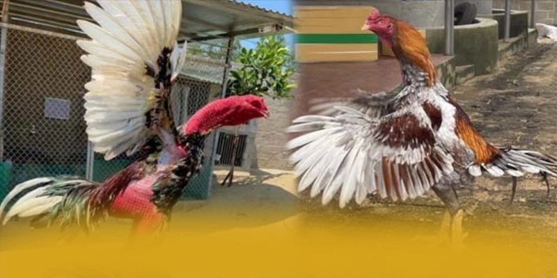 W88 – Cổng giải trí có thưởng lớn, đang làm mưa làm gió trên thị trường. W88 – Cổng giải trí có thưởng lớn, đang làm mưa làm gió trên thị trường.